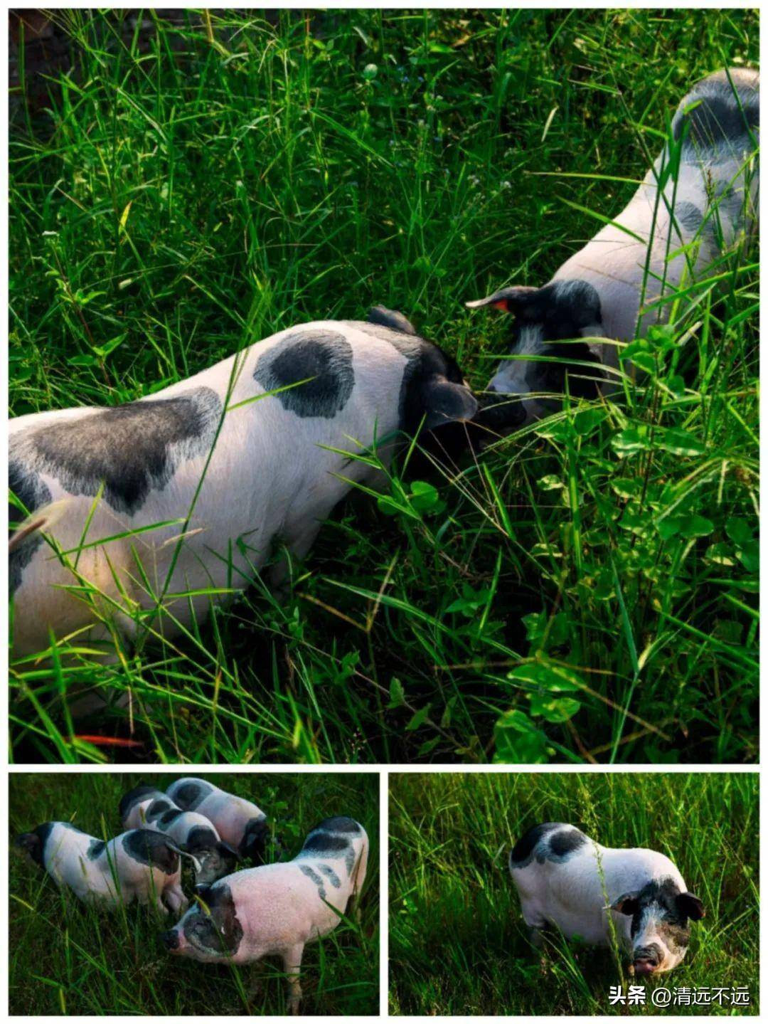 广东"瑶家花"梅花猪就是不一样_肉质_白色_绿色