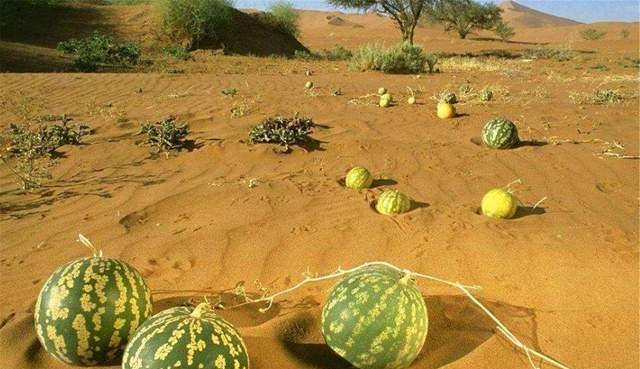 为何沙漠中遍地的西瓜无人去摘？知道其中缘由后，就算口渴也不吃