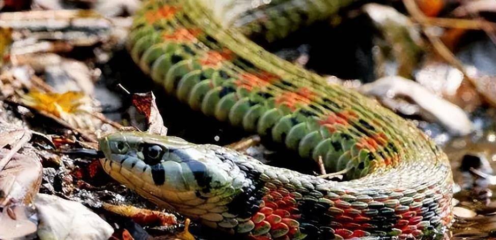 中国第一蛇王排名图片