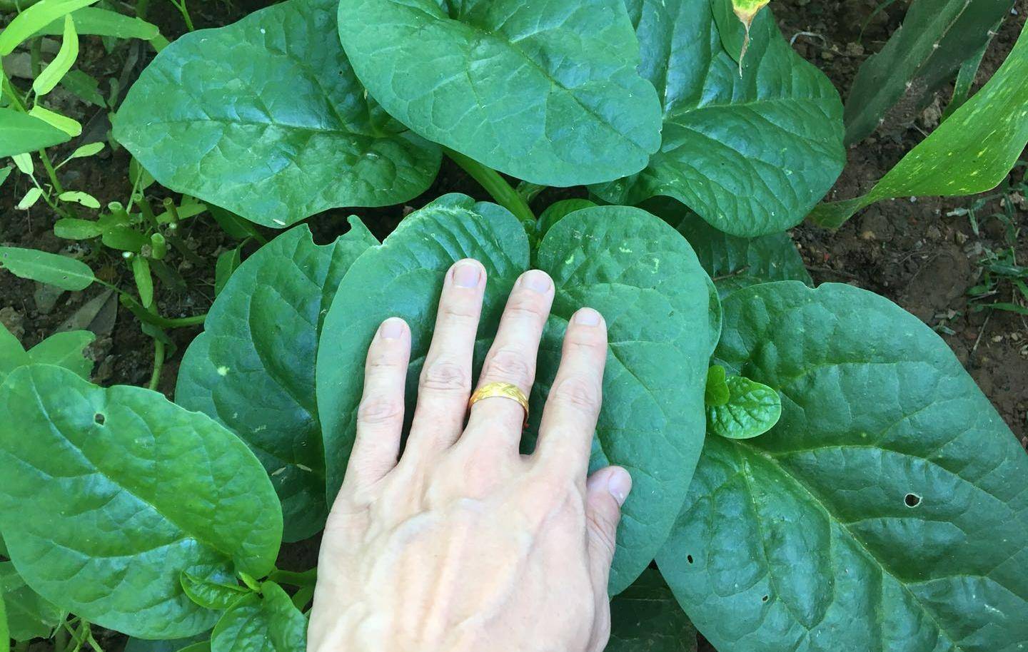 的"高钙菜",吃起来有木耳的味道,植株能长到两米高_食用_紫角_功效