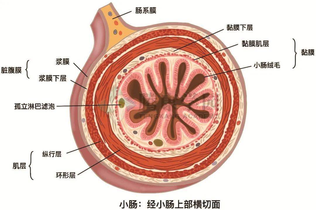 小肠平滑肌手绘图图片