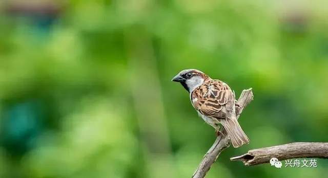 王兴舟|「心香,又蕴有几瓣相思」麻雀小记_散文_四舅_大哥