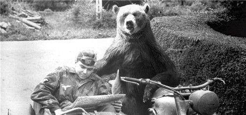二战熊战士图片