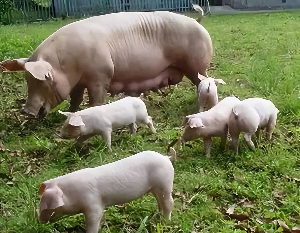 母猪要喂什么饲料最好?母猪各个阶段用什么饲料,看完就知道了_胎儿_生产_时期
