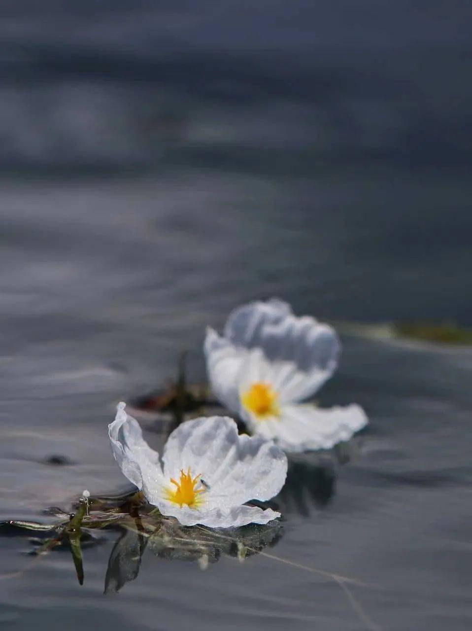 瀘沽湖的海藻花正值盛花期!_豬槽_水面_碼頭