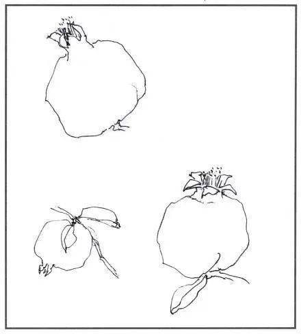 【國畫教程】石榴與石榴花的畫法_步驟_果皮_黃色