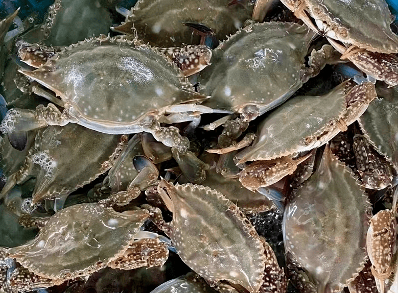 梭子蟹梭子蟹,温州方言俗称"江蟹"或"港蟹".