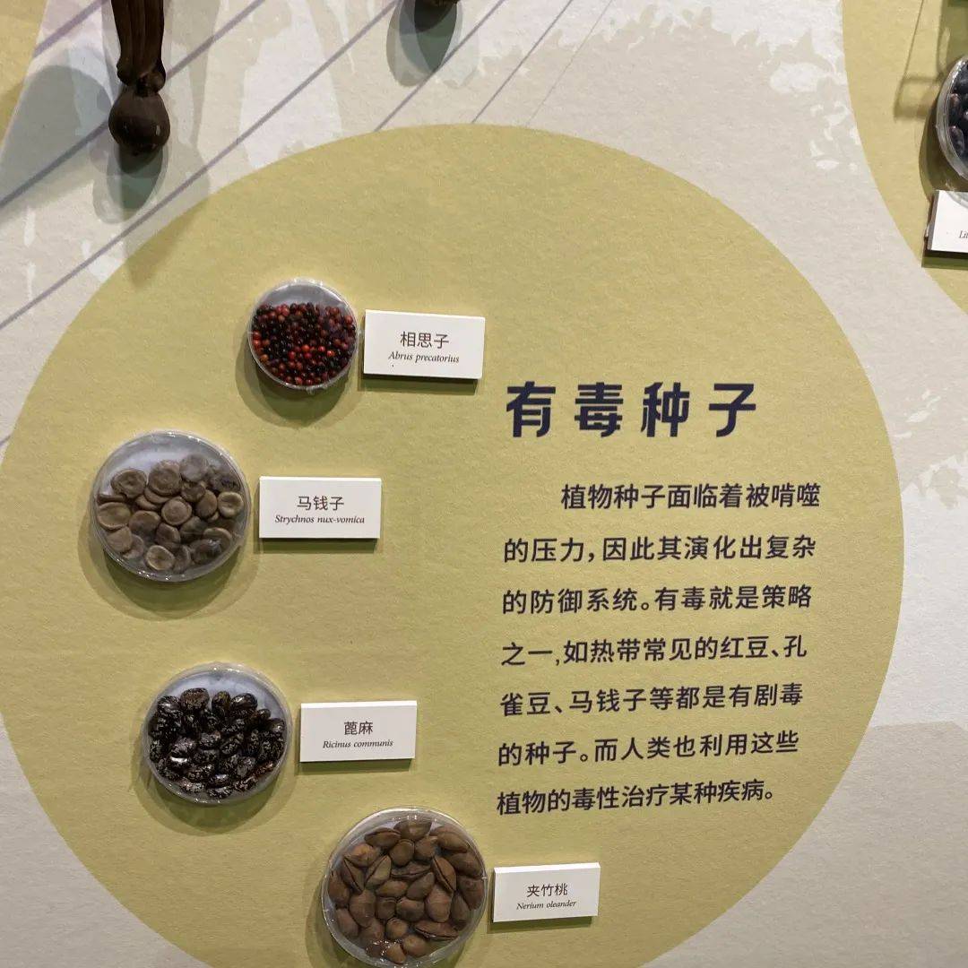 活动一"夏" |秘境雨林,风情版纳,快来看看小胡杨班的探秘之旅_种子