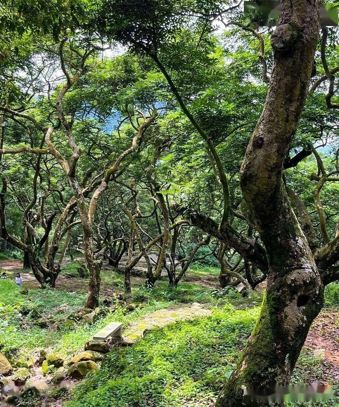 增城海拔最高,离星星最近的地方,邓山观星小镇_广州市_山村_乌榄