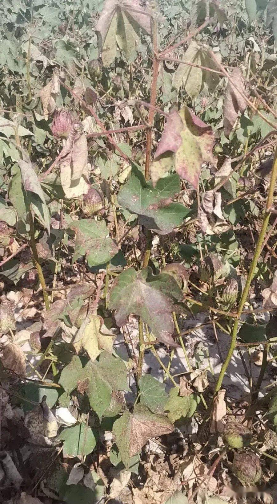 棉花红叶茎枯病技术问题的探讨_棉田_棉铃_水肥