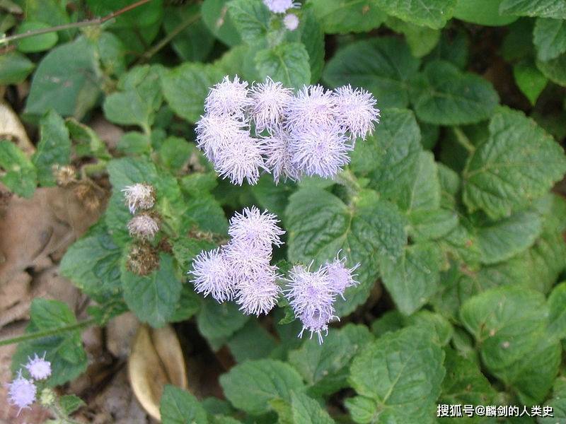 【植物界全系列】菊科—菊亚科_顶端_被子植物_下田