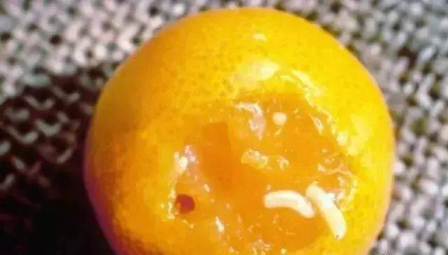 柑橘果实蝇未熟先黄,严重的可能导致果园绝收_幼虫_防治_危害