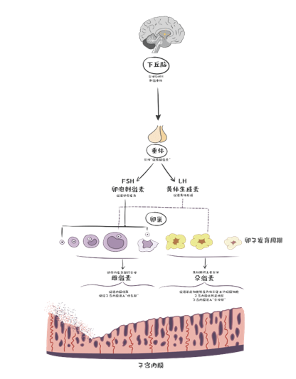 图3 生殖内分泌轴物理定向调节技术示意(3)盆腔血流动力物理重启技术