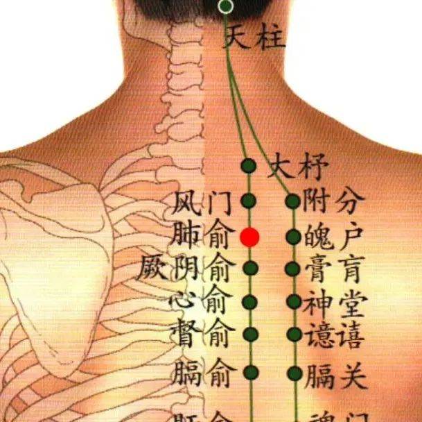 脏腑背俞穴配伍,针刺有奇效_五脏_六腑_俞加