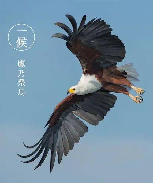 一候:鹰乃祭鸟处暑三候:一候,鹰乃祭鸟;二候,天地始肃;三候,禾乃登.