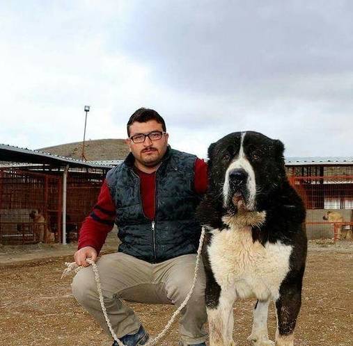 其中羅威納犬,日本的土佐犬,西班牙的加納利犬都是比較著名的犬種.