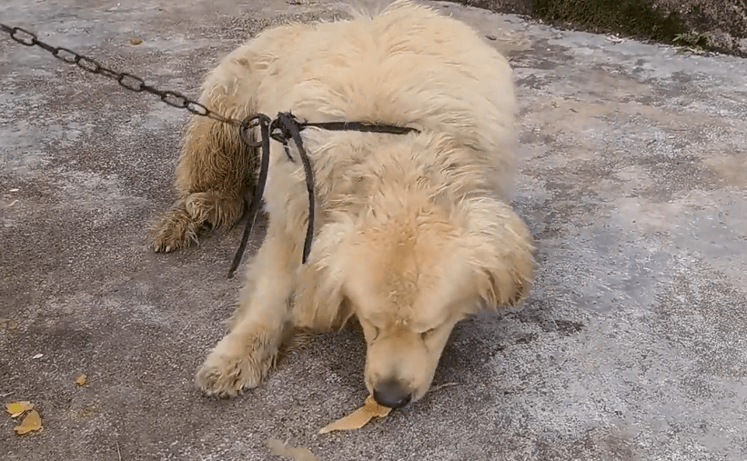 身世坎坷的矮脚金毛,好不容易摆脱种犬身份,却又被一根铁链锁着,即将