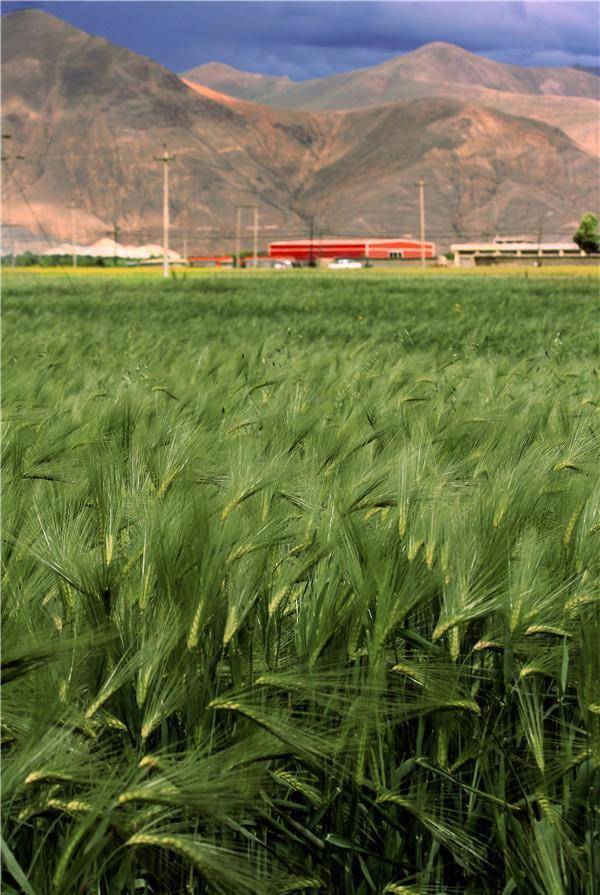 明星吃的零食接地气,肖战喜欢吃薯片,而你怎么能少了青稞脆片