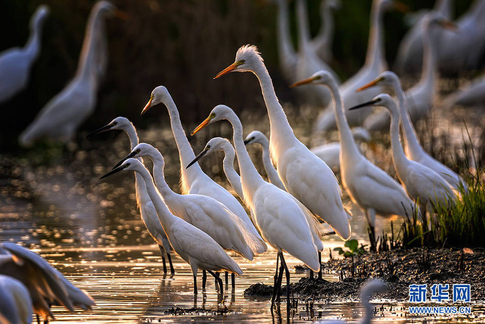 湖北武汉:白鹭翔集府河河滩_魏斌_颜军_云南