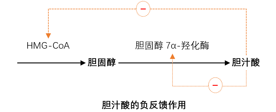 胆汁酸浓度升高时,可同时抑制hmg-coa和胆固醇7α-羟化酶的合成,即