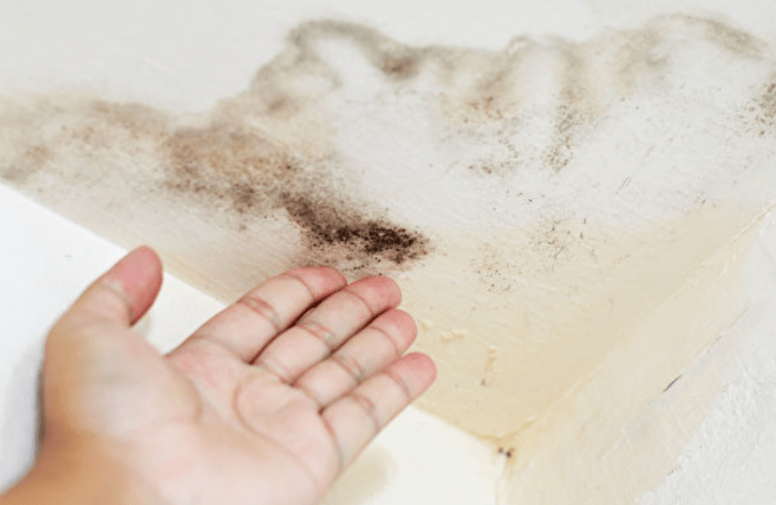 澳洲42岁女子患上老年痴呆,竟是因为家中地毯里的这个东西!