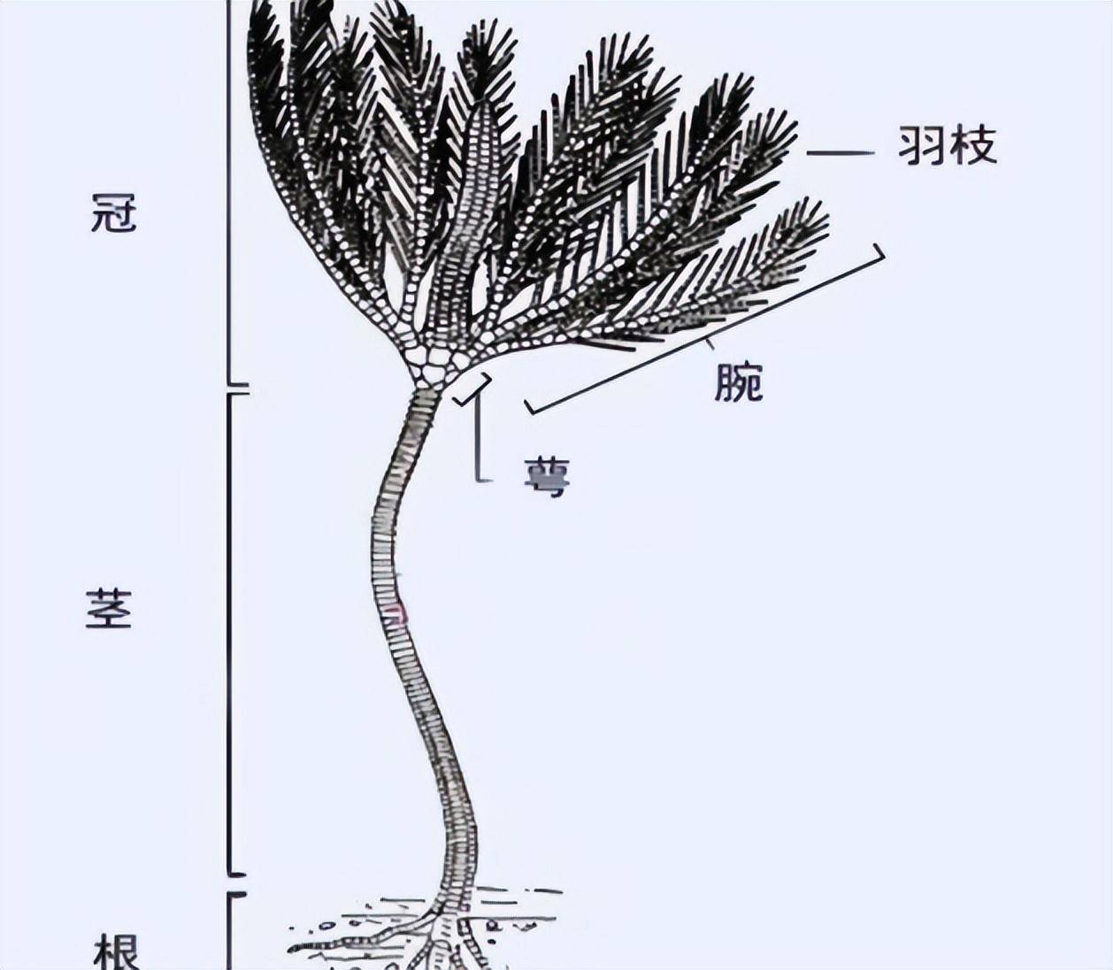 镶嵌在石块中,揭开一个史前的巅峰时代_地球_文明_海百合