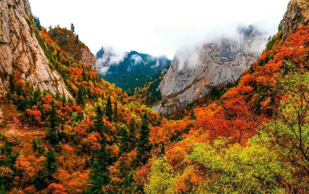 共待袅袅凉风起,最美迭部秋_天气_树叶_小微