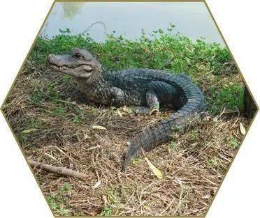 科普| 走近"活化石"扬子鳄_注册_检疫_登记