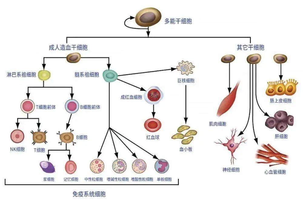 干细胞抗衰的常见问题和解析!解决你80%的困惑!