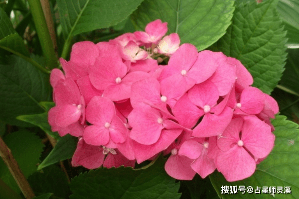 8月25日横财遍地喜相随 哪些星座定能能心满意足 生活 好运 天秤座