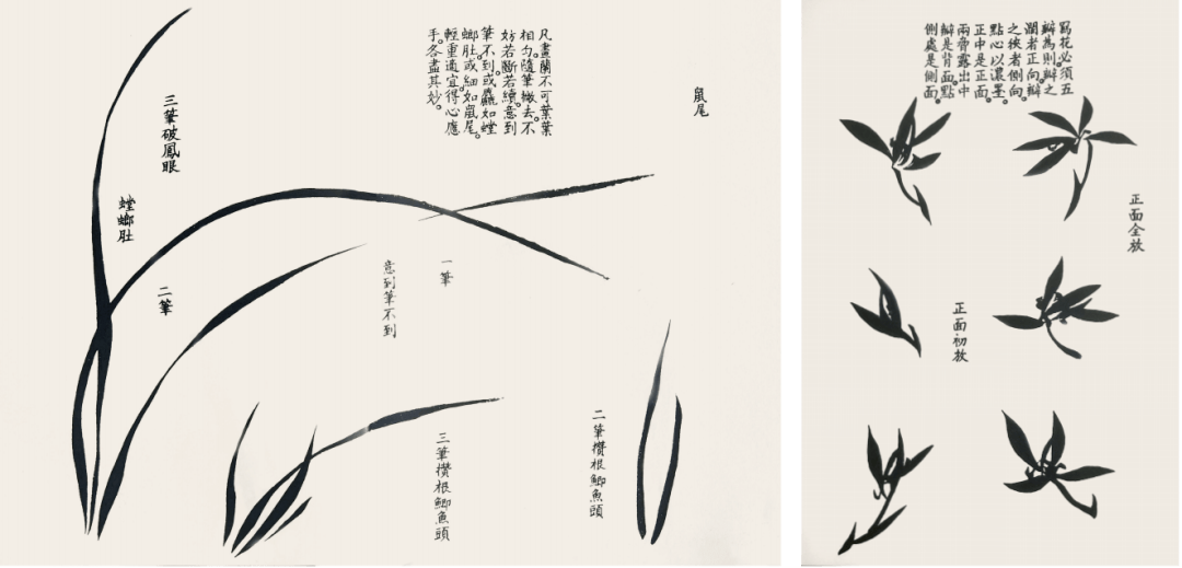 荐书| 《国画——写意花鸟画临摹入门》带你叩开写意花鸟画之门_技法