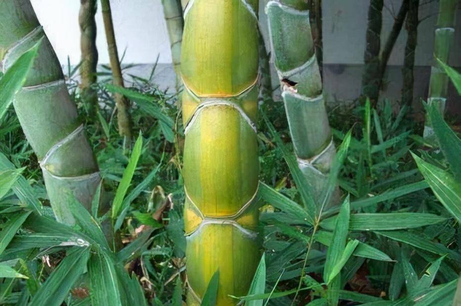 其实就是很多普通的龟甲竹,也是非常具有观赏价值的,我们在养盆栽的