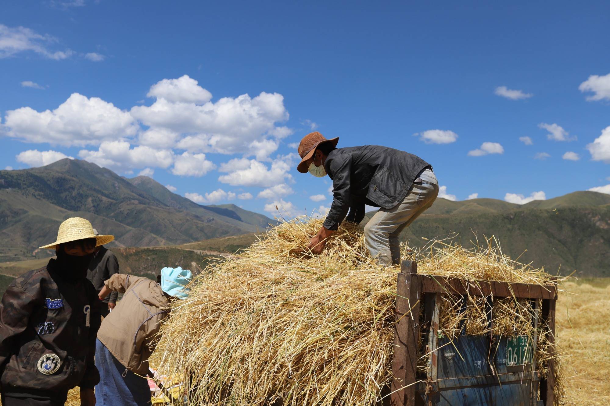 四川甘孜白玉县麦田收割季 粮食丰产_李俊强_麦浪_赠科乡