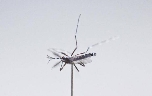 高温会让蚊子减少？研究：超过40℃将停止吸血活动