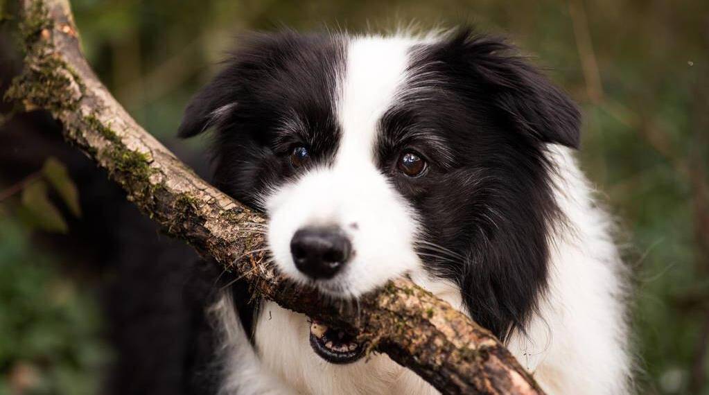 膽小起來連小貓都不放過.二,柴犬大丹犬看上去牛高馬大,威風八面的.實