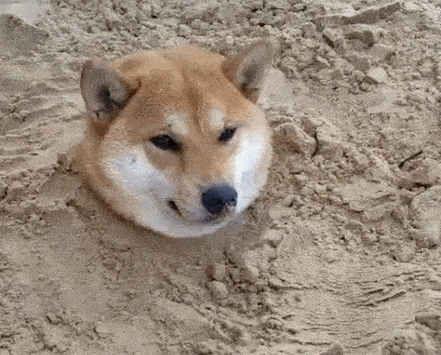 只剩下一个头,活生生变成表情包_柴犬_什么_宠物