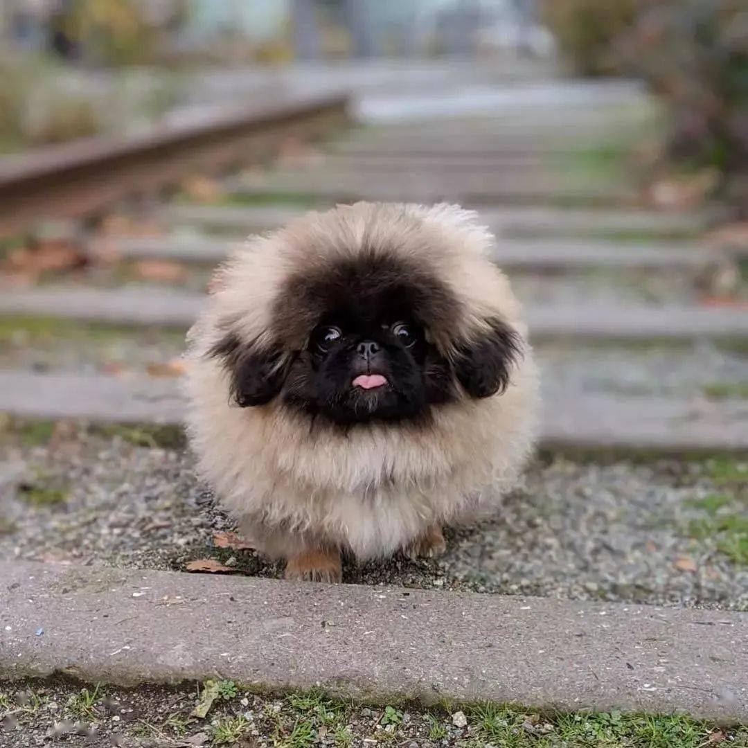 分享这只黑脸小煤球,你这个月的非气都会转移到它脸上!