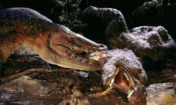 古巨蜥捕食双门齿兽图片