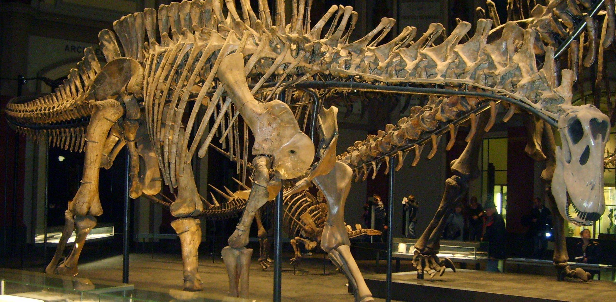 阿马加龙在两根神经棘之间形成了一个密闭的气囊空