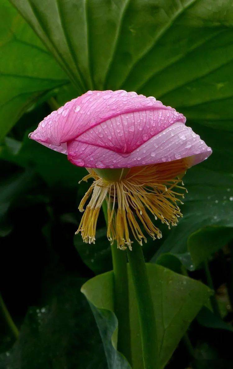 瓢老酒磨砺人间的向阳之心用佛偈一语庇佑尘世众生接过雨露涤净的十方