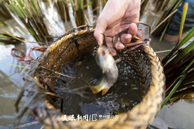 从江:“稻鱼鸭”喜获丰收_鲤鱼_村民_养殖