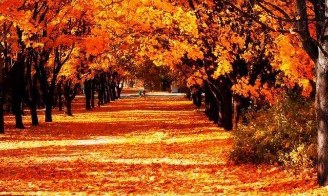 成都周边赏秋的最佳选择，千年银杏随风飘落，现今秋色正好！