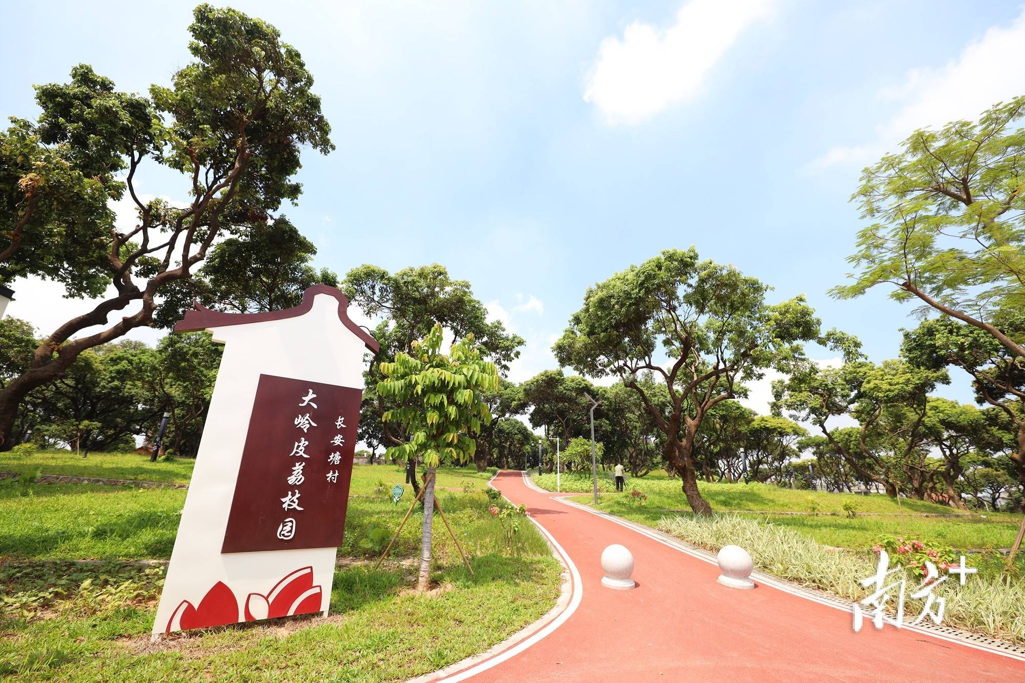 东坑老旧荔枝园"重获新生",成为文艺爱好者打卡胜地_改造_公园_环境