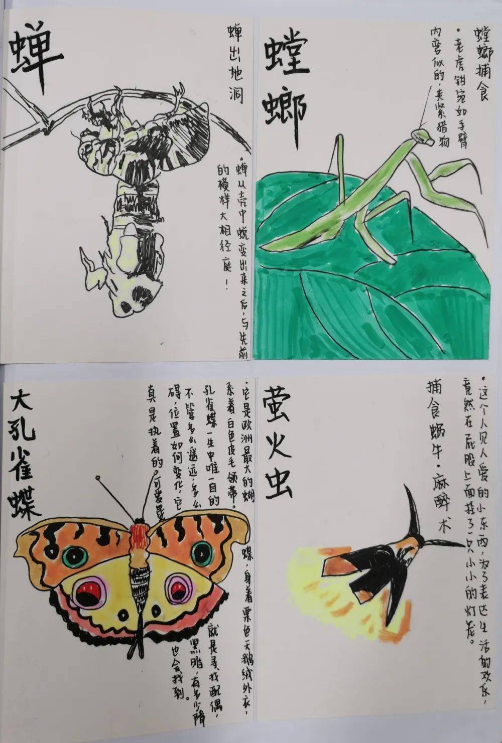 《昆虫记,并挑选你最感兴趣的昆虫至少十个,为他们制作"昆虫卡片集"