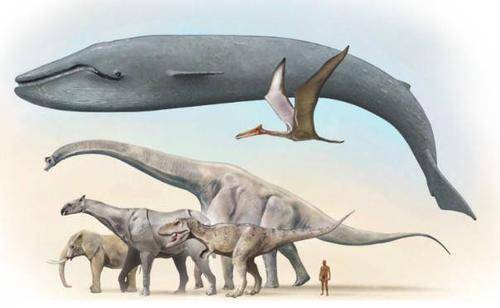 可能就是它了_鱼龙_体重_恐龙