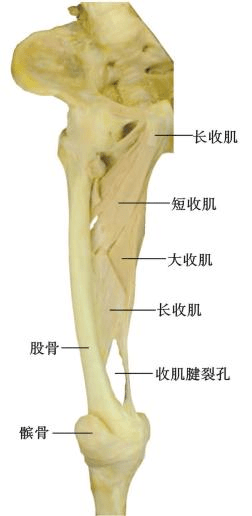 【图说】下肢血管的关口:收肌腱裂孔