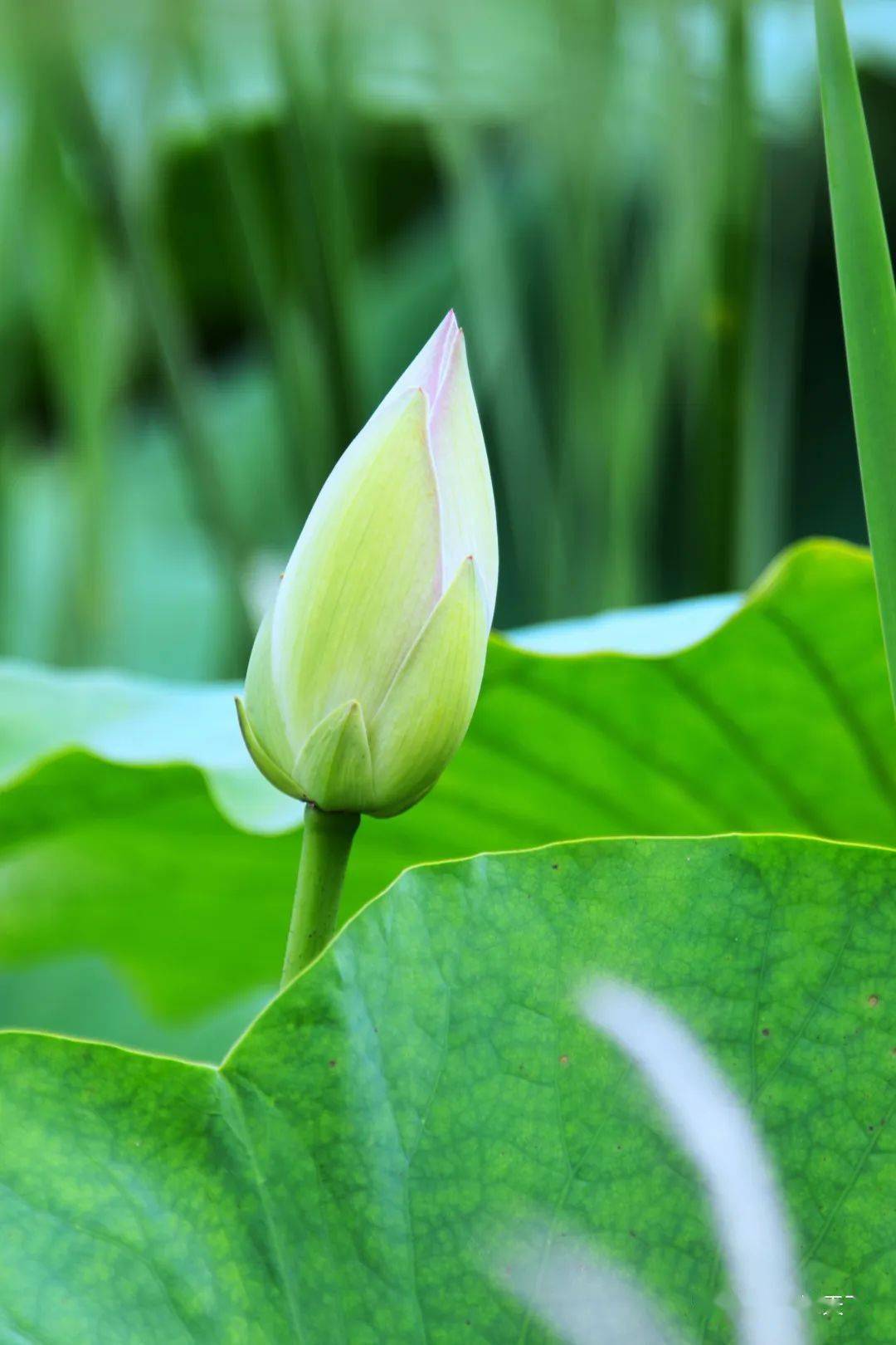 莲花,素为诗人们所爱,因为在诗人眼中,它亭亭玉立,毫无媚骨;它虽出淤