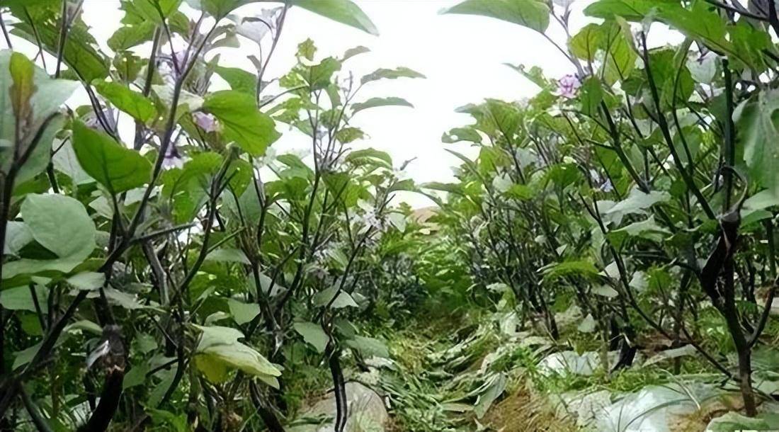 想要购买优质高产的茄子种子