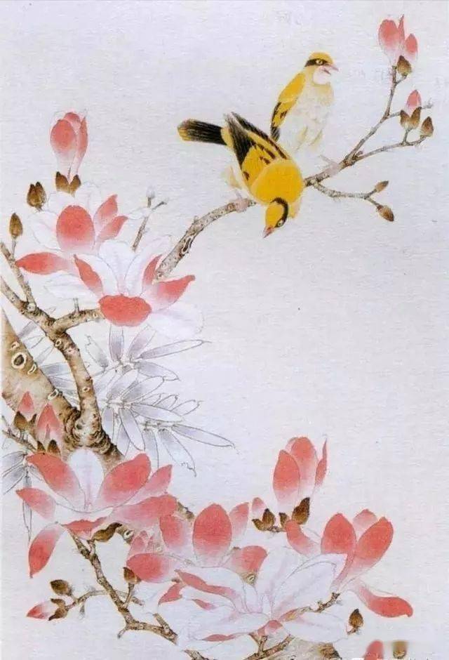 【国画教程】工笔玉兰花,黄鹂鸟的画法详解_赭石_步骤_胭脂