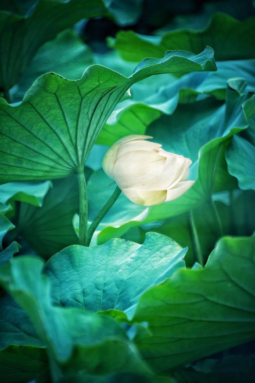 【1度】神头司马泊:白莲袅袅欲何依_莲花_池塘_情怀